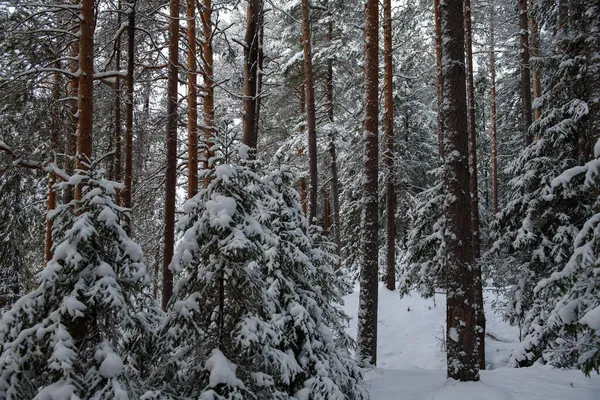 Uma Paisagem Coberta Neve Uma Floresta Inverno Com Árvores Cobertas — Fotografia de Stock