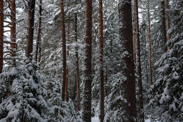 雪に覆われた冬の森の風景で 木々は霜と厚い雪の帽子で覆われています — ストック写真