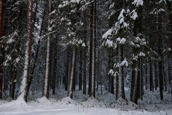 Uma Paisagem Coberta Neve Uma Floresta Inverno Com Árvores Cobertas — Fotografia de Stock