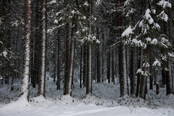 雪に覆われた冬の森の風景で 木々は霜と厚い雪の帽子で覆われています — ストック写真