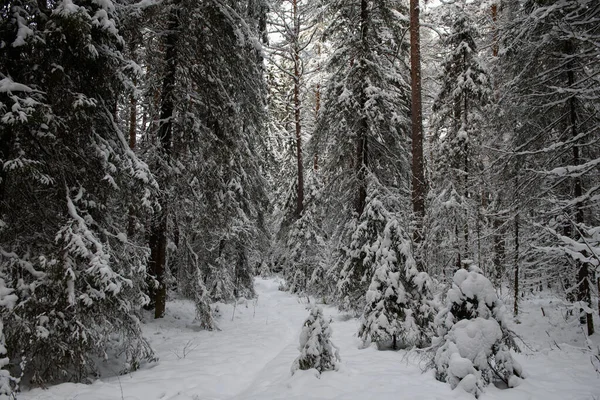 覆盖着积雪的冬季森林景观 树木覆盖着霜冻和厚厚的雪帽 — 图库照片