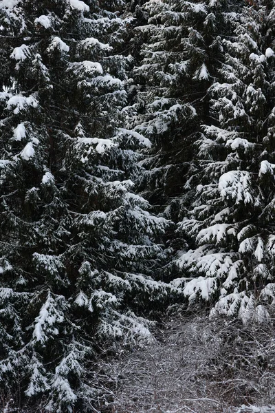 Сніг Вкрив Темний Ліс Крупним Планом Фон — стокове фото