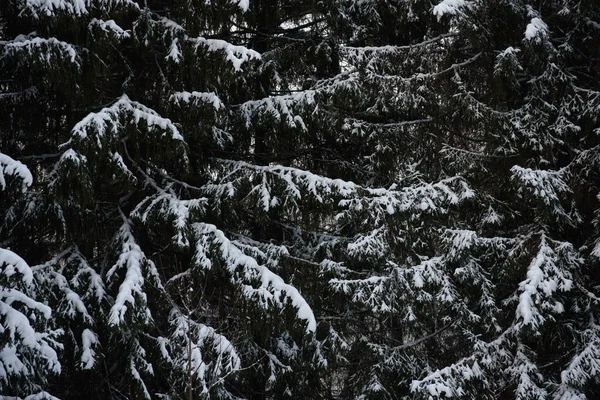 白雪覆盖着黑暗的森林 特写背景 — 图库照片