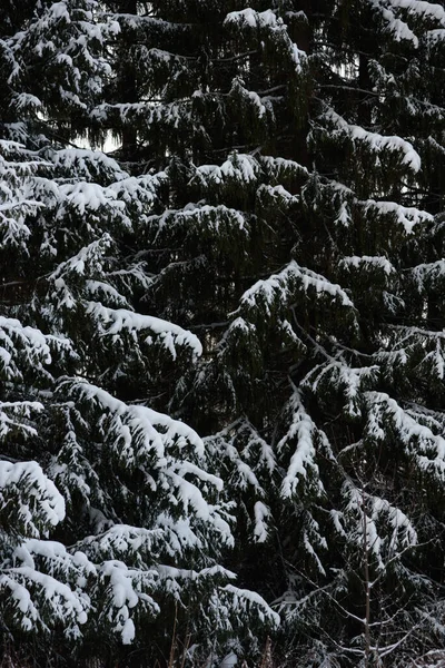 Bosque Oscuro Cubierto Nieve Primer Plano Fondo —  Fotos de Stock