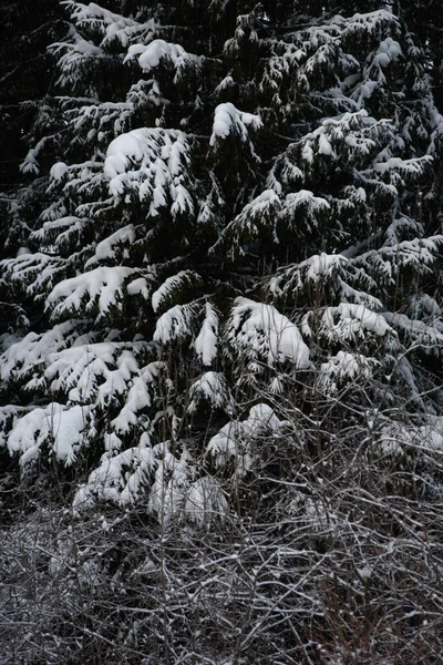 Bosque Oscuro Cubierto Nieve Primer Plano Fondo —  Fotos de Stock