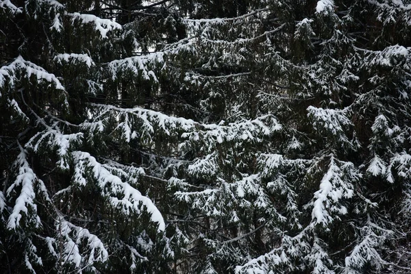 Sneeuw Bedekt Donker Bos Close Achtergrond — Stockfoto