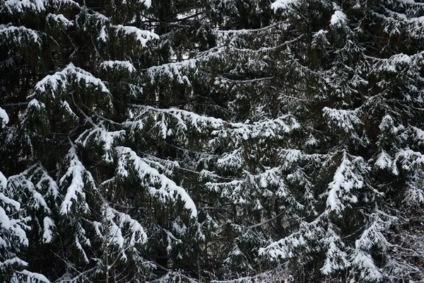 Χιόνι Καλυμμένο Σκοτεινό Δάσος Κλείσιμο Φόντου — Φωτογραφία Αρχείου