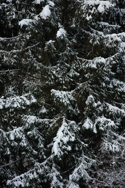 Bosque Oscuro Cubierto Nieve Primer Plano Fondo —  Fotos de Stock