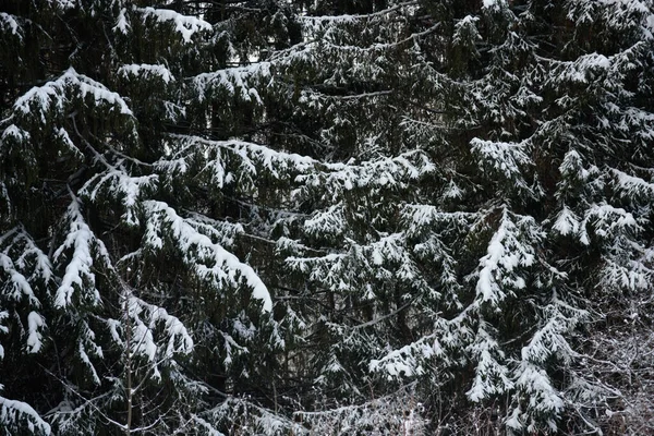 白雪覆盖着黑暗的森林 特写背景 — 图库照片
