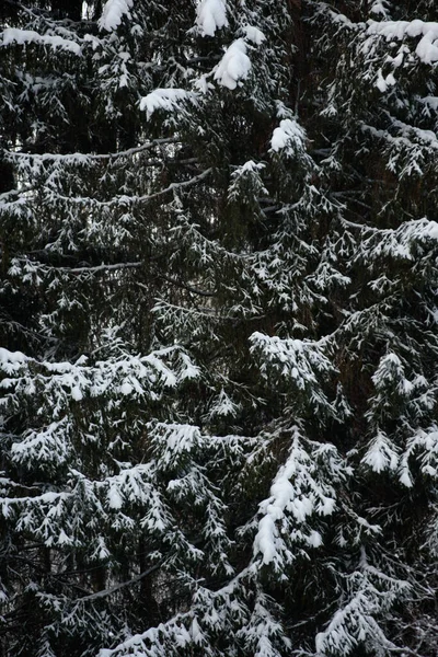 Bosque Oscuro Cubierto Nieve Primer Plano Fondo —  Fotos de Stock
