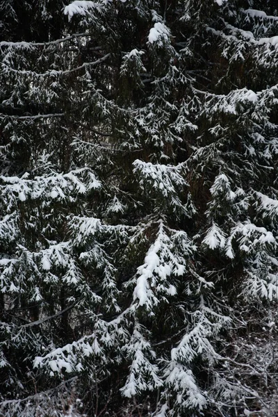 Sneeuw Bedekt Donker Bos Close Achtergrond — Stockfoto