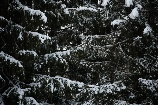 Sněhem Pokrytý Temný Les Zavřít Pozadí — Stock fotografie