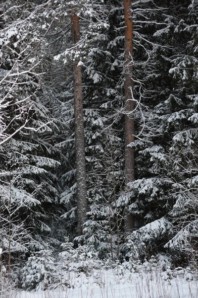 覆盖着积雪的冬季森林景观 树木覆盖着霜冻和厚厚的雪帽 — 图库照片