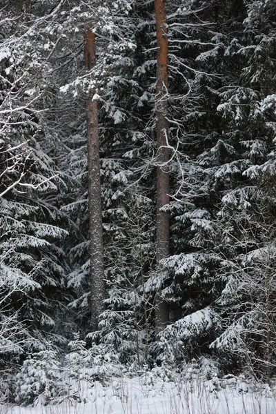 覆盖着积雪的冬季森林景观 树木覆盖着霜冻和厚厚的雪帽 — 图库照片