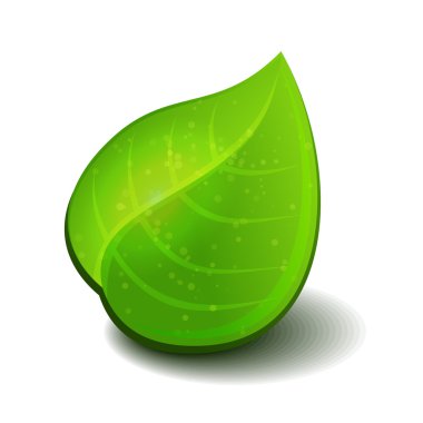 parlak yeşil yaprakları