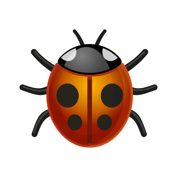 Ladybird Bug on White Background. Vector. — Stock Vector