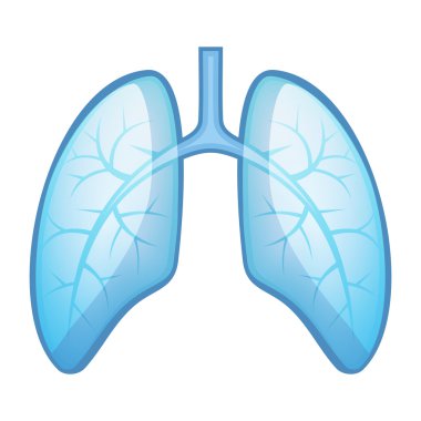 insan sağlığı akciğer ve bronşlar