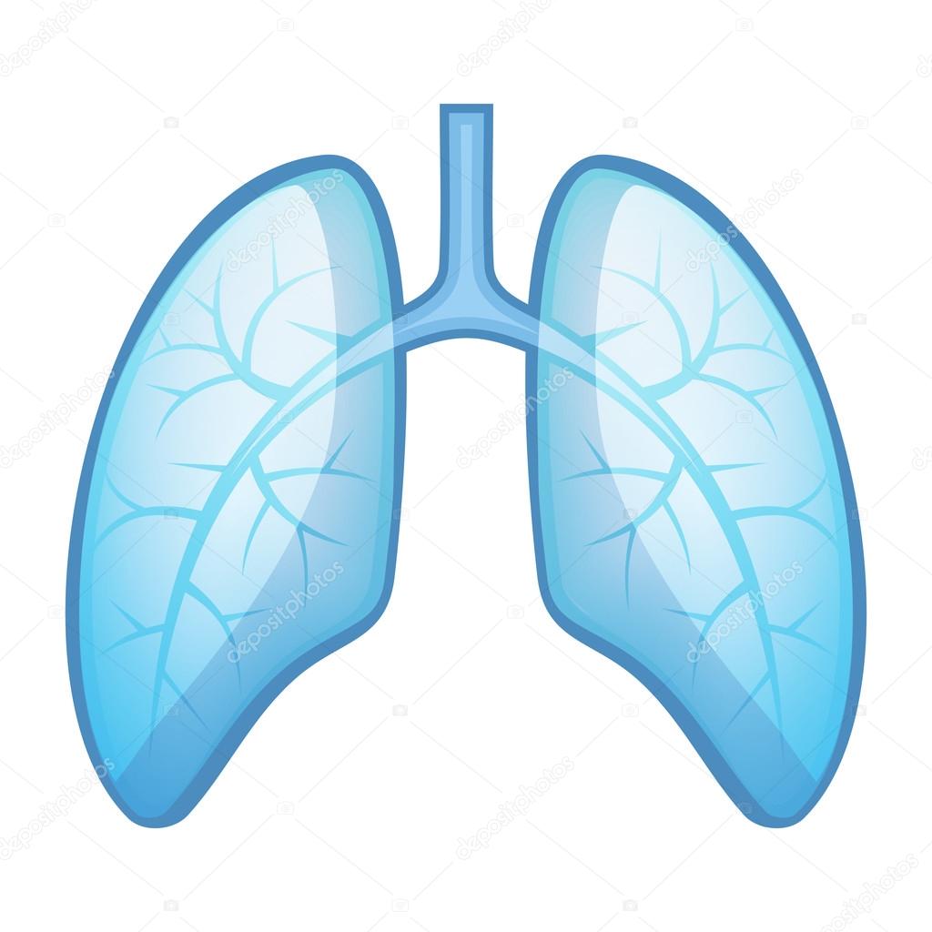 Human Health Lungs and Bronchi