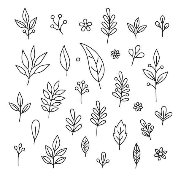 Floral Graphic Design Elements Set op een witte achtergrond. Vector — Stockvector