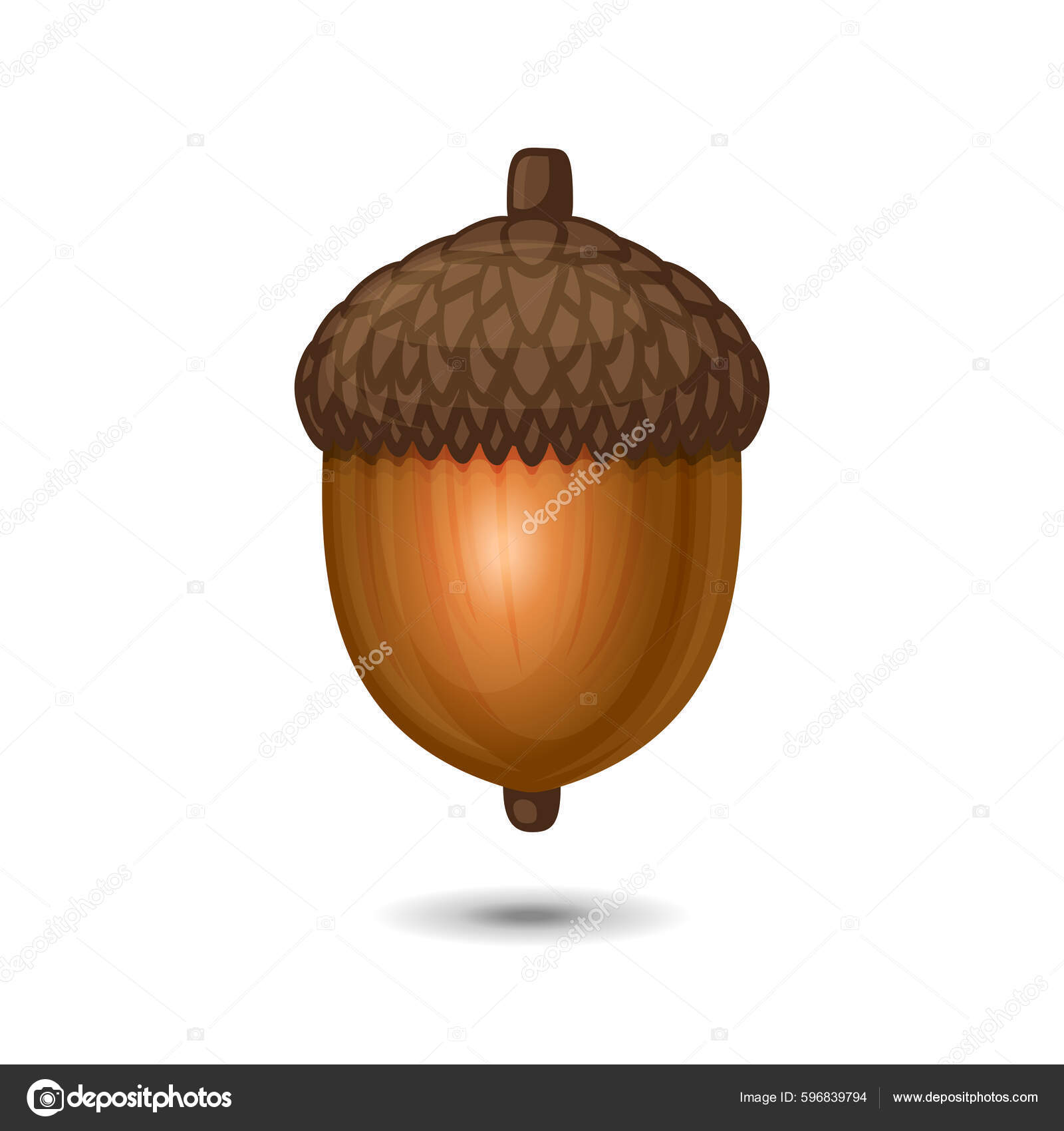 Acorn Nut Icon White Background Oak Tree Fruit Vector Illustration