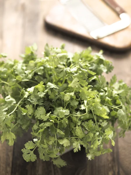 Frische Korianderblätter — Stockfoto