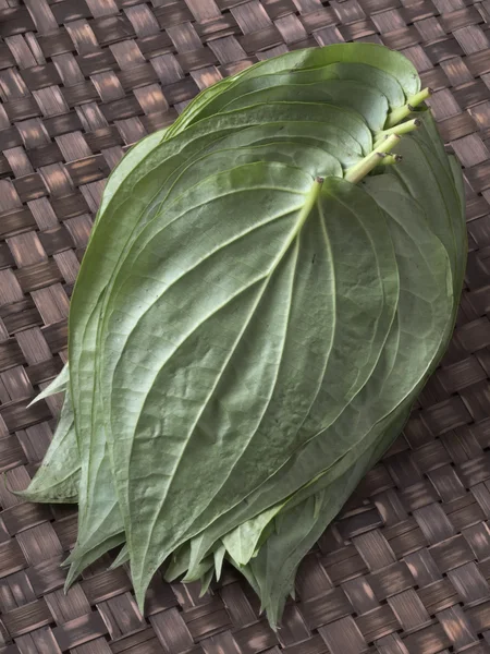 Liści betel — Zdjęcie stockowe