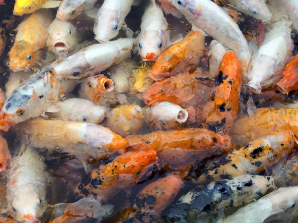 Japonês koi peixe fundo — Fotografia de Stock
