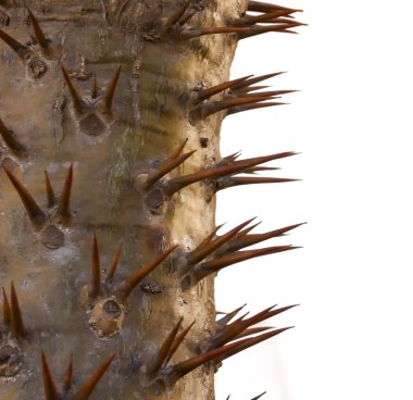 dikenler savunma kavramı