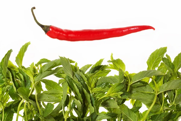 Red pepper and green leaves — Stock Photo, Image