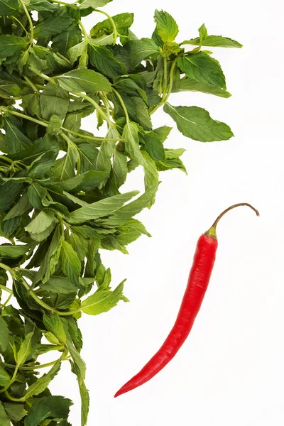 One red pepper and green leaves on a white background — Stock Photo, Image