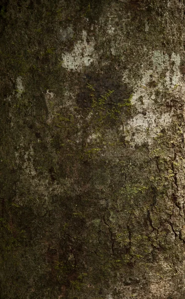 Wood texture cover — Stock Photo, Image