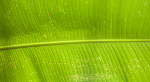 Banana leaf — стокове фото