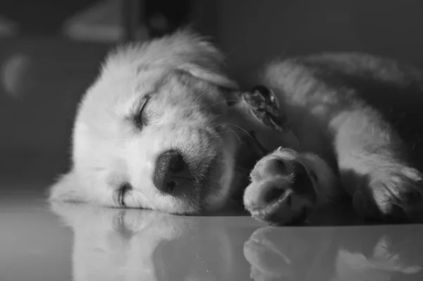 Сонный щенок под свечой — стоковое фото