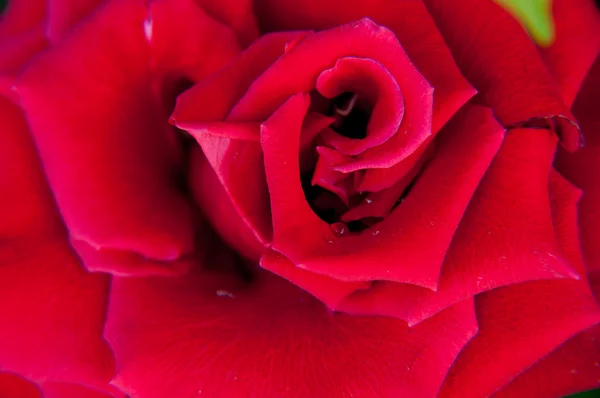 Macro closeup red rose for background — Stock Photo, Image