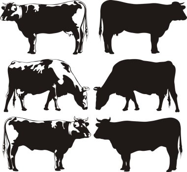 Cattle - cow and bull