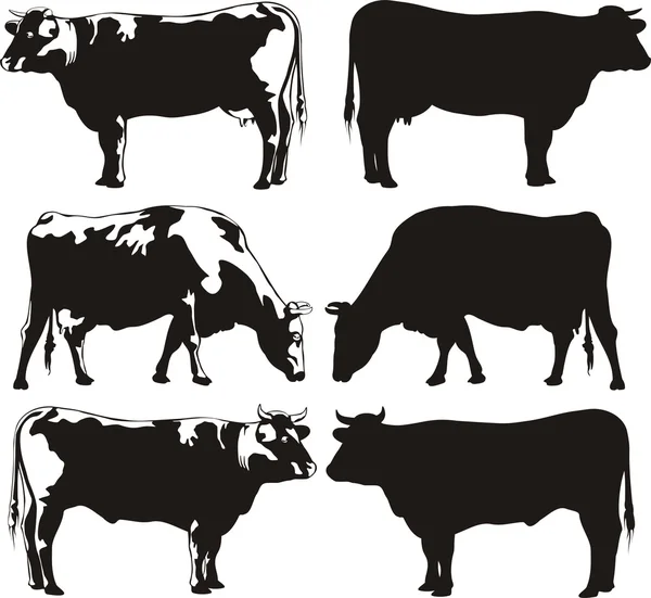 Cattle - koe en de stier — Stockvector