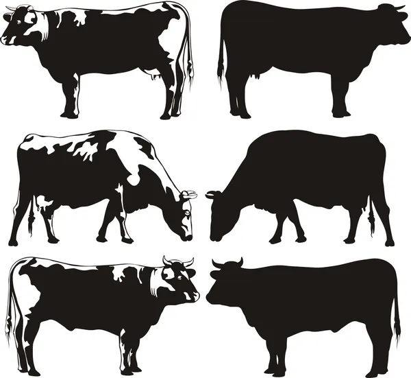 Rinder - Kuh und Stier — Stockvektor