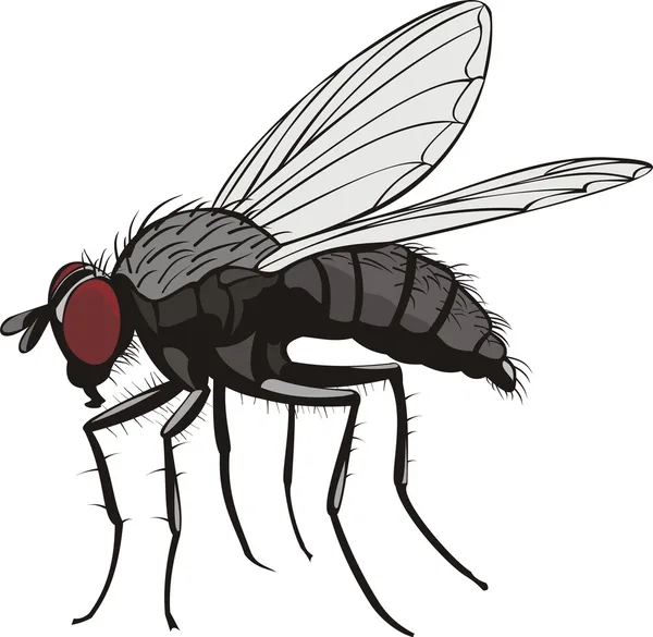 Housefly — Stock Vector