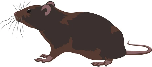 Rat, rodent — Stock Vector