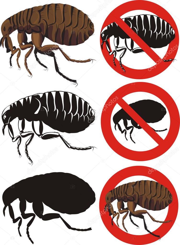 flea - warning signs