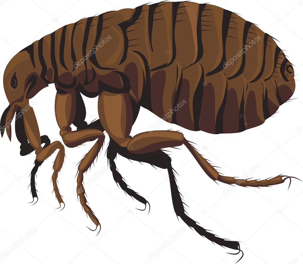 flea - parasite