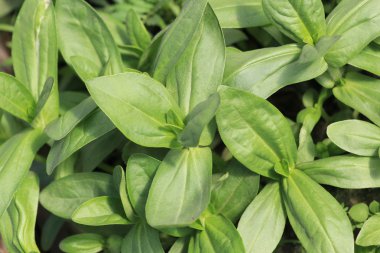 Bahçede taze bitkiler