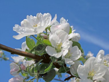 narin çiçeğin elma