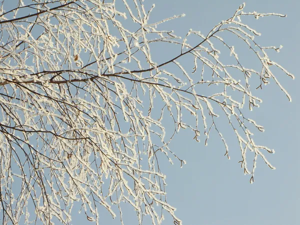 Branch of a tree in frost — Stock Photo, Image