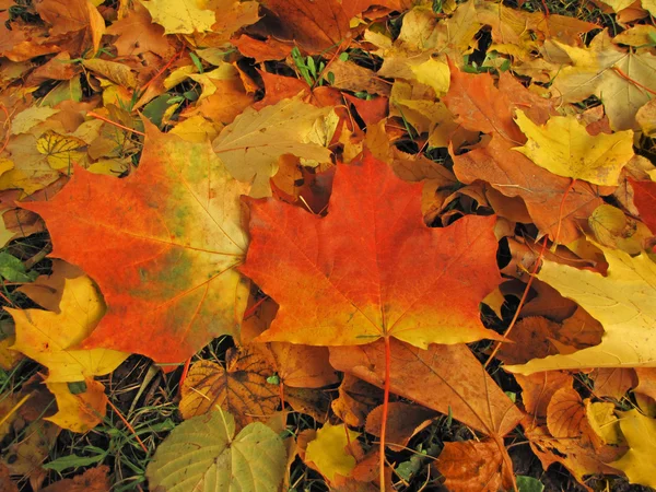 Pozadí podzimních listů — Stock fotografie