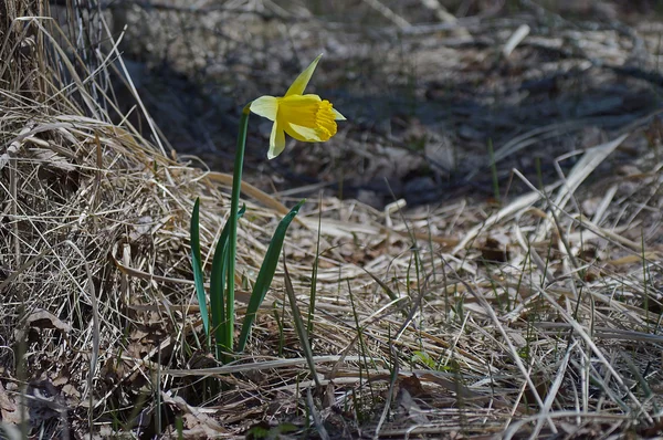 Narciso amarillo creciendo a través de la vieja hierba seca — Foto de Stock