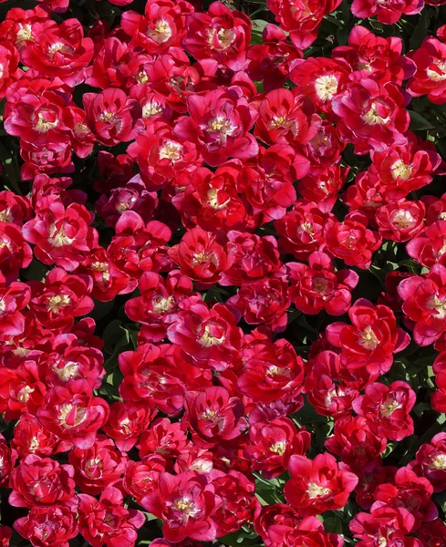 Fondo tulipanes rojos sin costuras — Foto de Stock