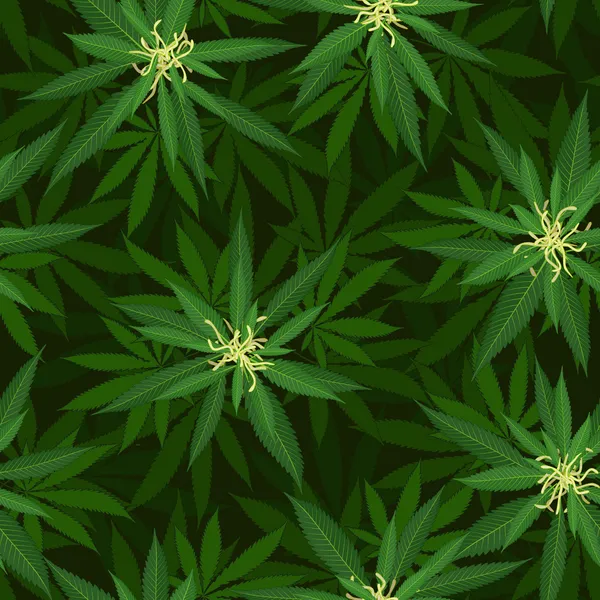 Cannabis floreciente patrón sin costuras — Vector de stock