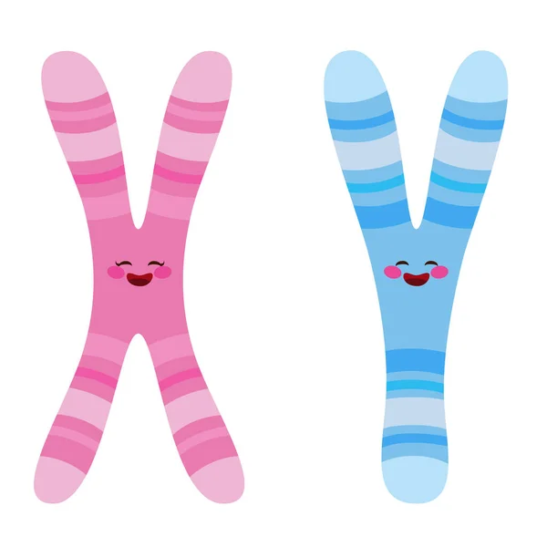 在白色背景上分离出可爱的粉色X和蓝色Y染色体字符 — 图库矢量图片