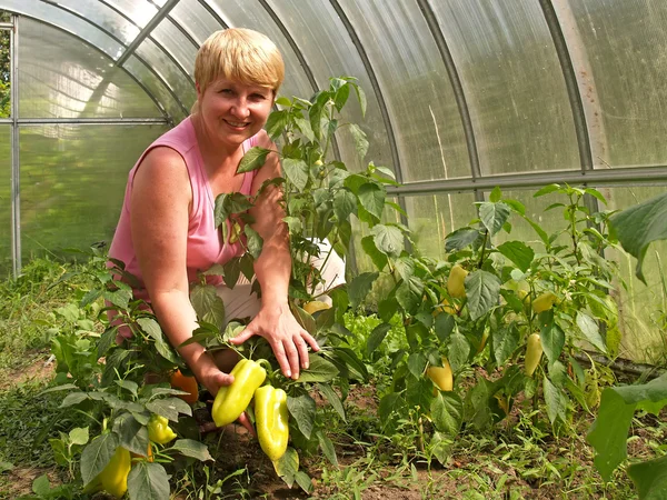 Die Frau mit einer Ernte von Paprika in einem Gewächshaus — Stockfoto